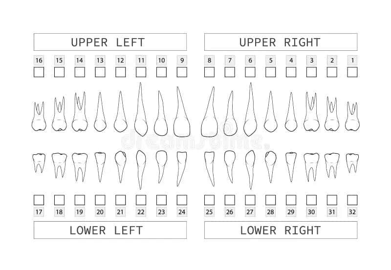 Rozszyfruj numerację zębów: System FDI dla dorosłych i dzieci