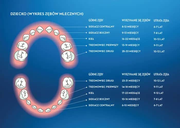 Ile zębów ma człowiek? Od mleczaków po ósemki pełny przewodnik